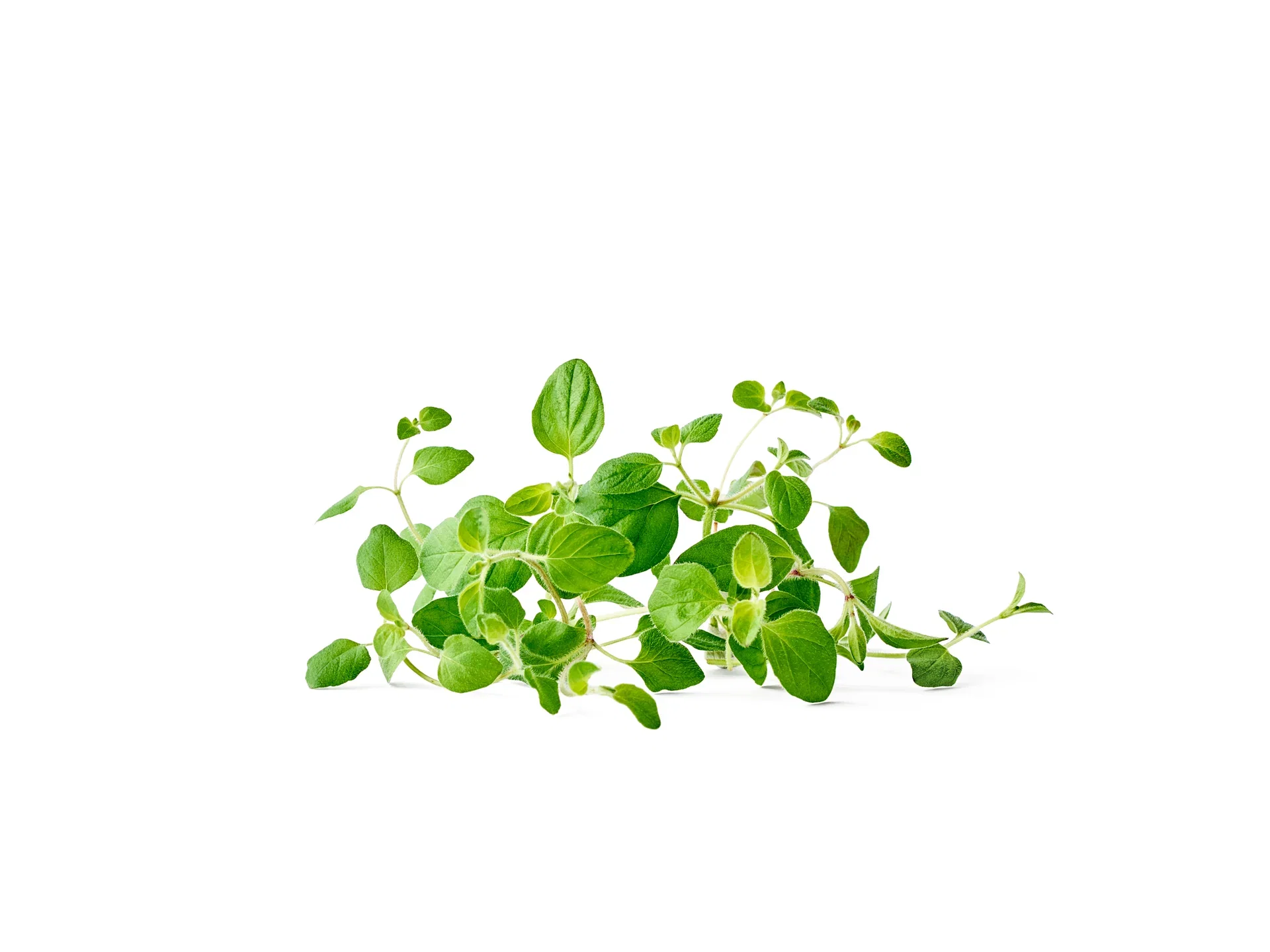 Origanum vulgare 12 cm Oregano Ø12 cm