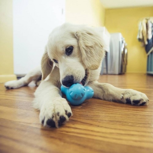 Brinquedo para cães West Paw Design Tux Azul-Turquesa