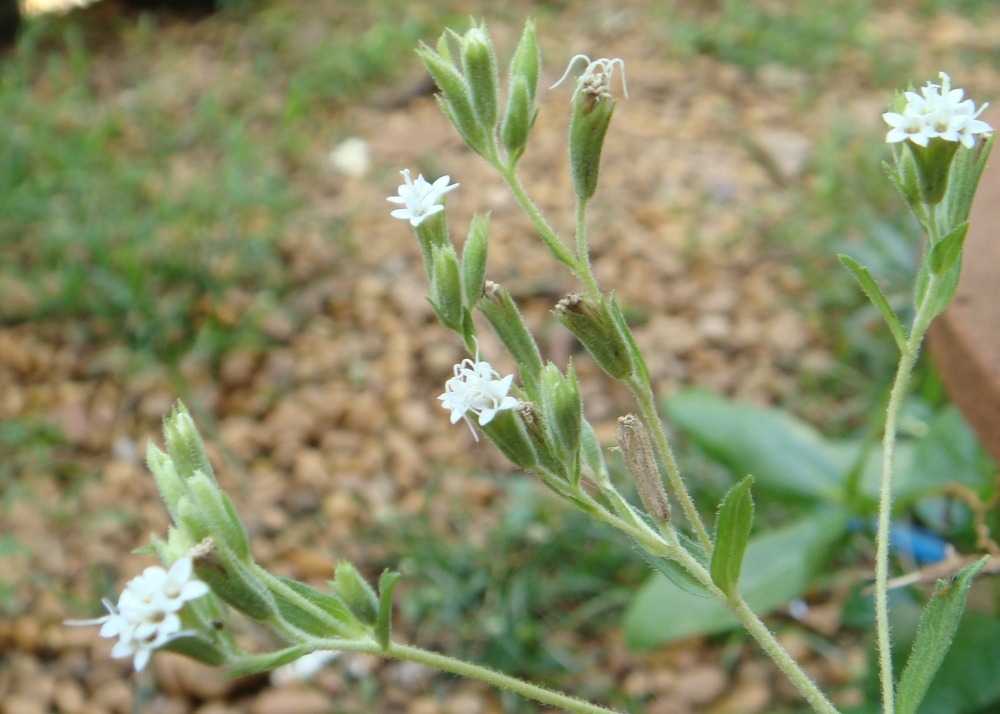 Chanvre d'eau - 100 graines - avec substrat - stevia rebaudiana