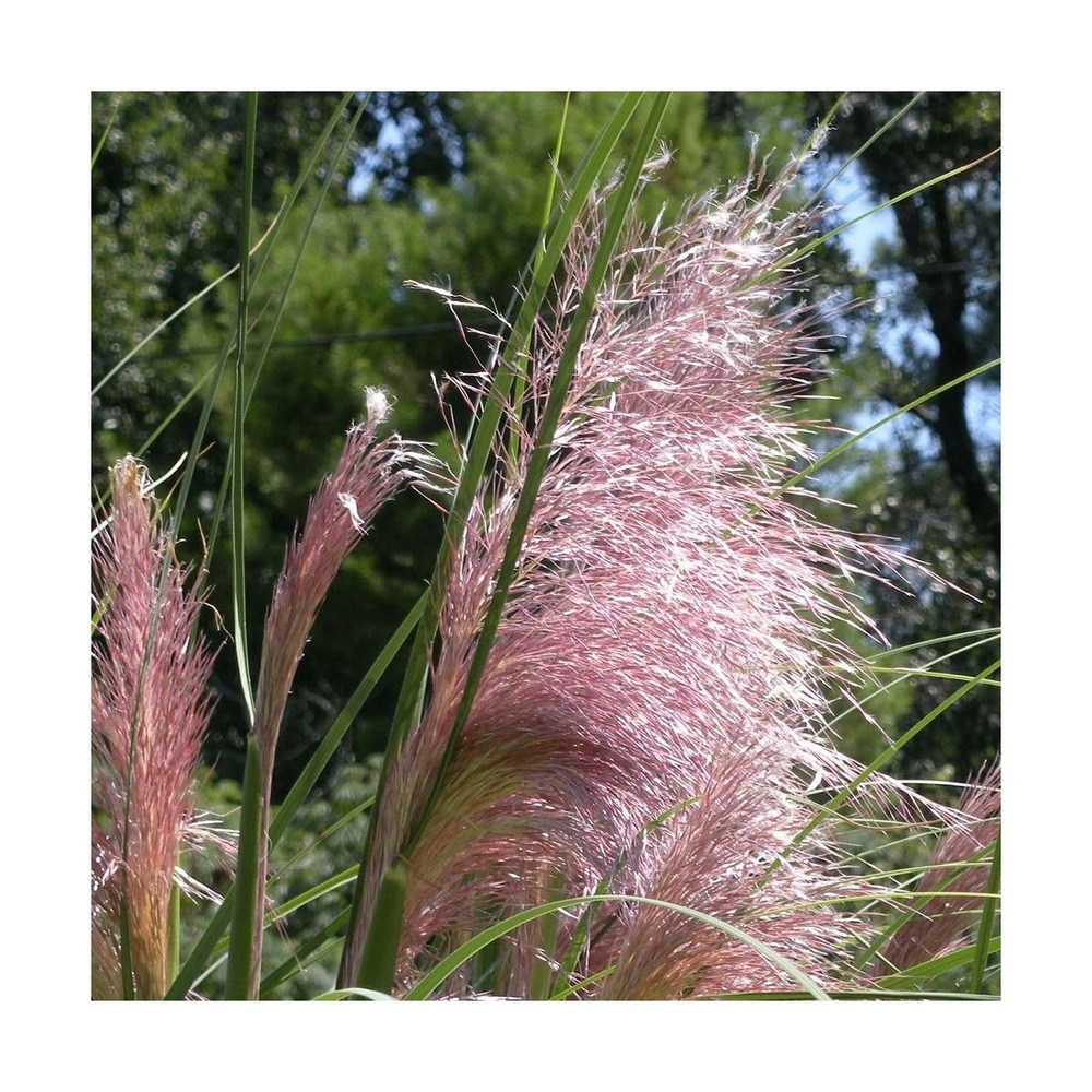 Herbe de la pampa selloana rosea/pot de 4l - 40/60 cm