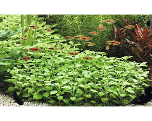 Kardinaal Lobelia - Lobelia cardinalis Mini