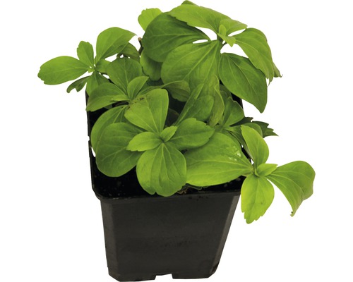Pachysandra terminalis, schaduwminnende plant FloraSelf H 10-15 cm