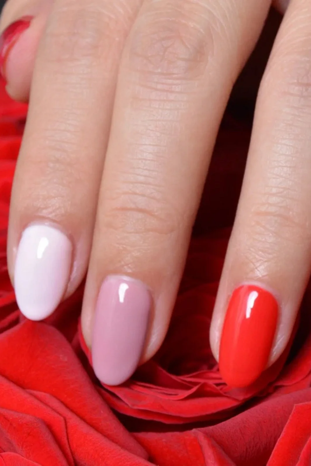 Le Mini Macaron Le Maxi La Vie En Bloom