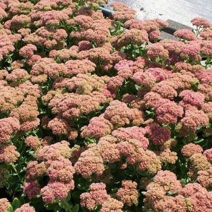 Hemelsleutel (Sedum 'Herbstfreude') D 9 H 10 cm
