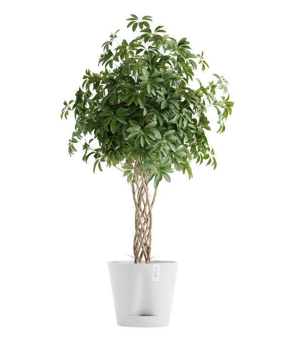 Ecopots Kunststoff-Topf Venice 2, rund
