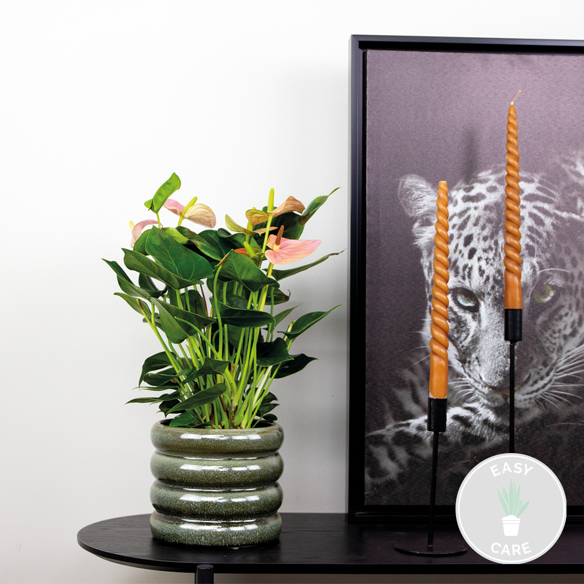 Anthurium 'aristo' rose - flamingo plant - entretien facile - ⌀14 cm - ↕45-55 cm