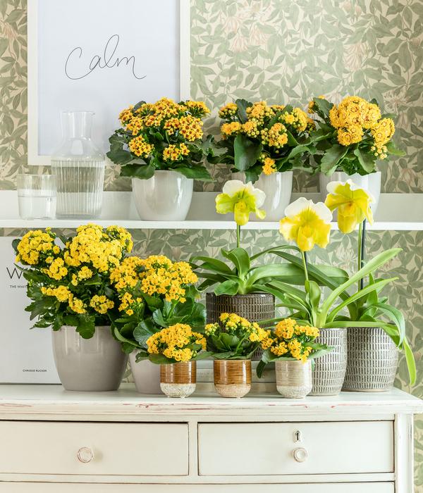Flammendes Käthchen - Kalanchoe blossfeldiana