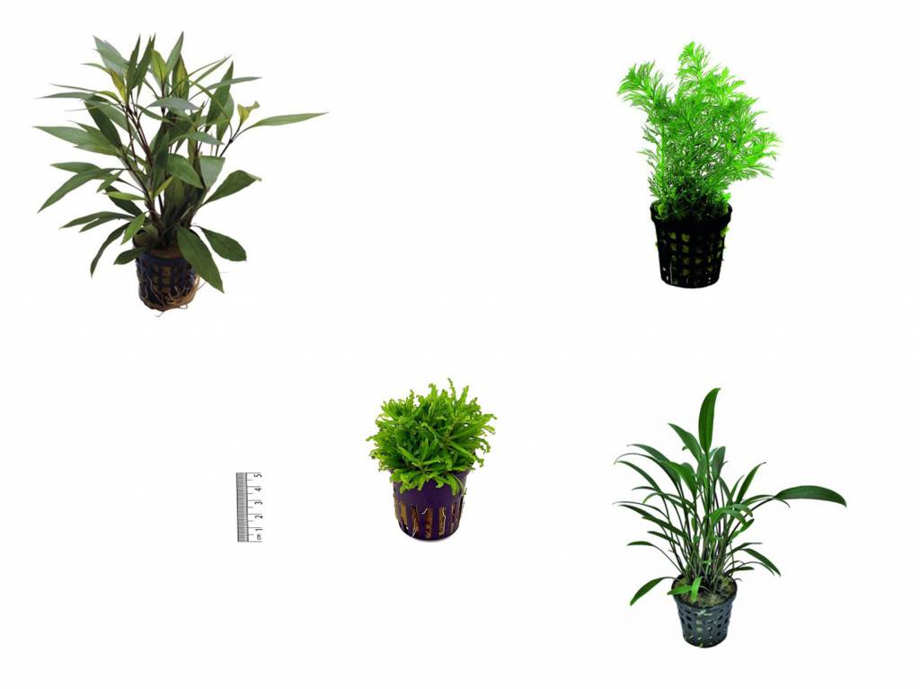 AquastoreXL Plantenpakket Azië small