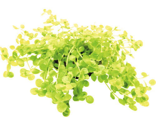 Parelmoer - Micranthemum umbrosum