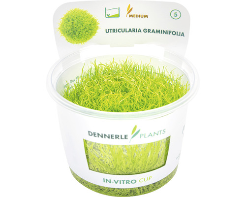 Grasachtig blaasjeskruid - Utricularia graminifolia In-Vitro