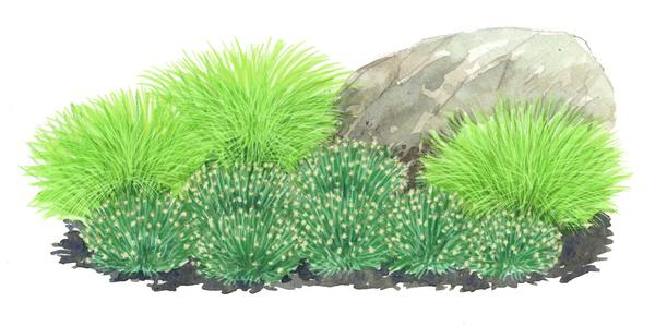 Bio Bodendecker Gräser-Set Sonnengarten,