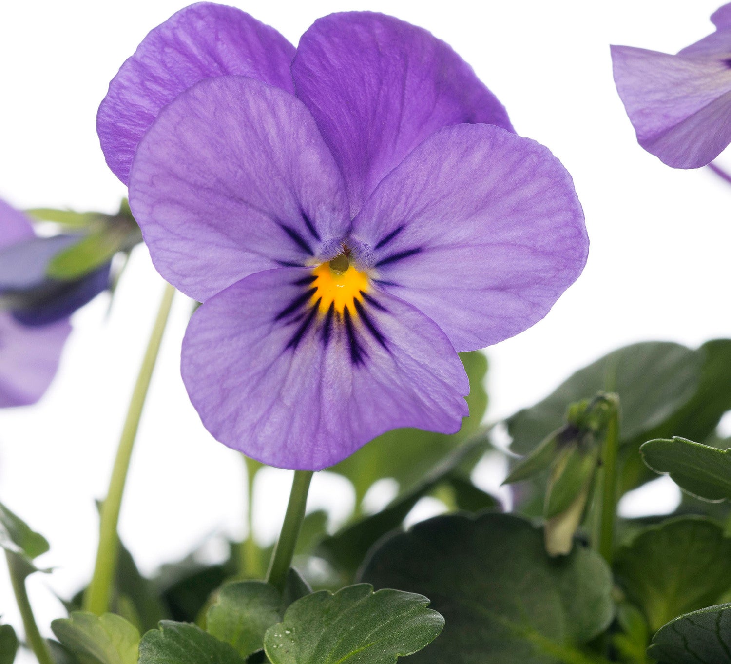 Hoornviool (Viola cornuta) six-pack blauw D 9 H 10 cm