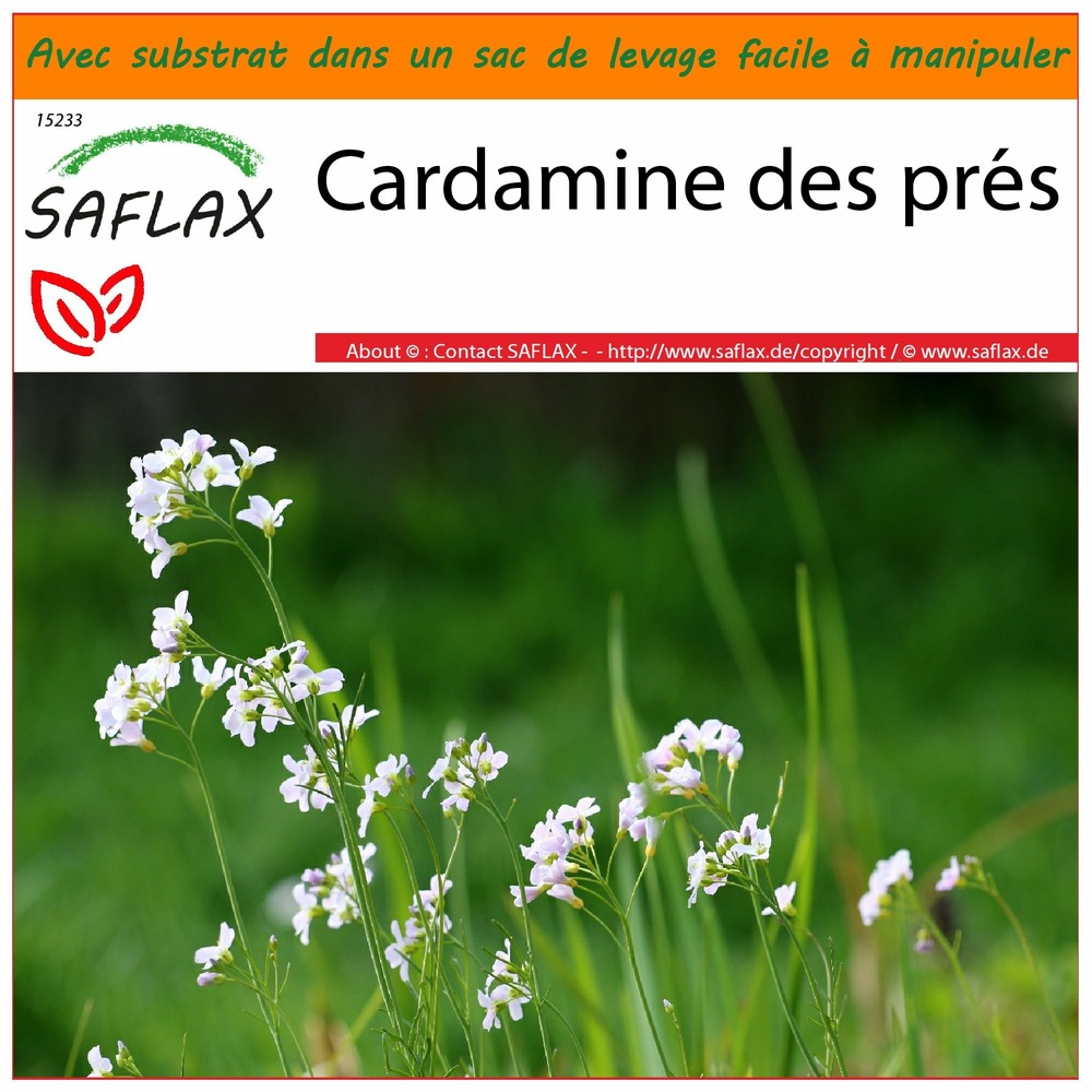 Jardin dans le sac - cardamine des prés - 100 graines - cardamine pratensis