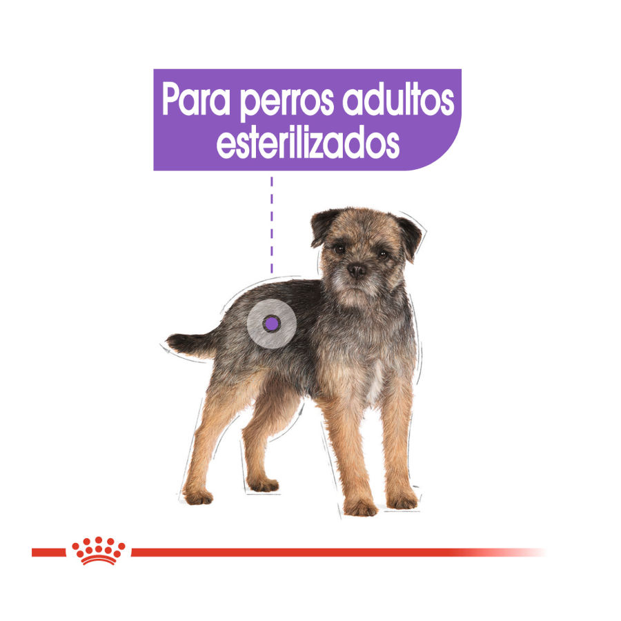 Sachês esterilizados de patê para cães Royal Canin