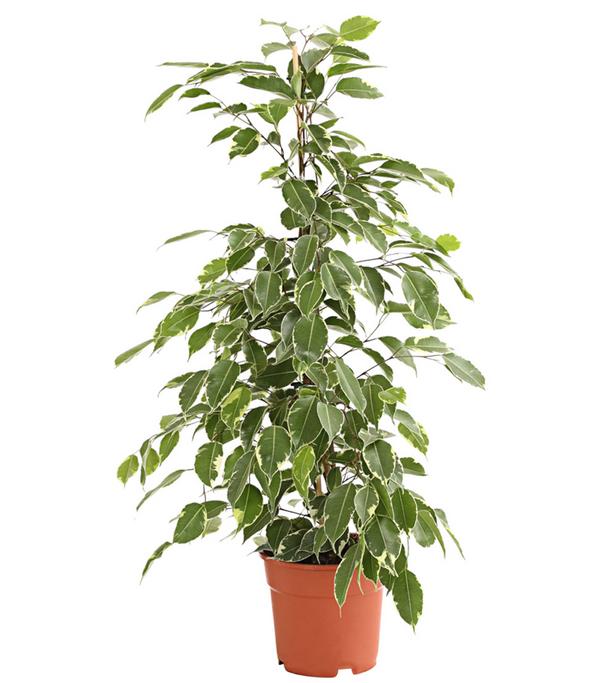 Birkenfeige - Ficus benjamina 'Golden King'