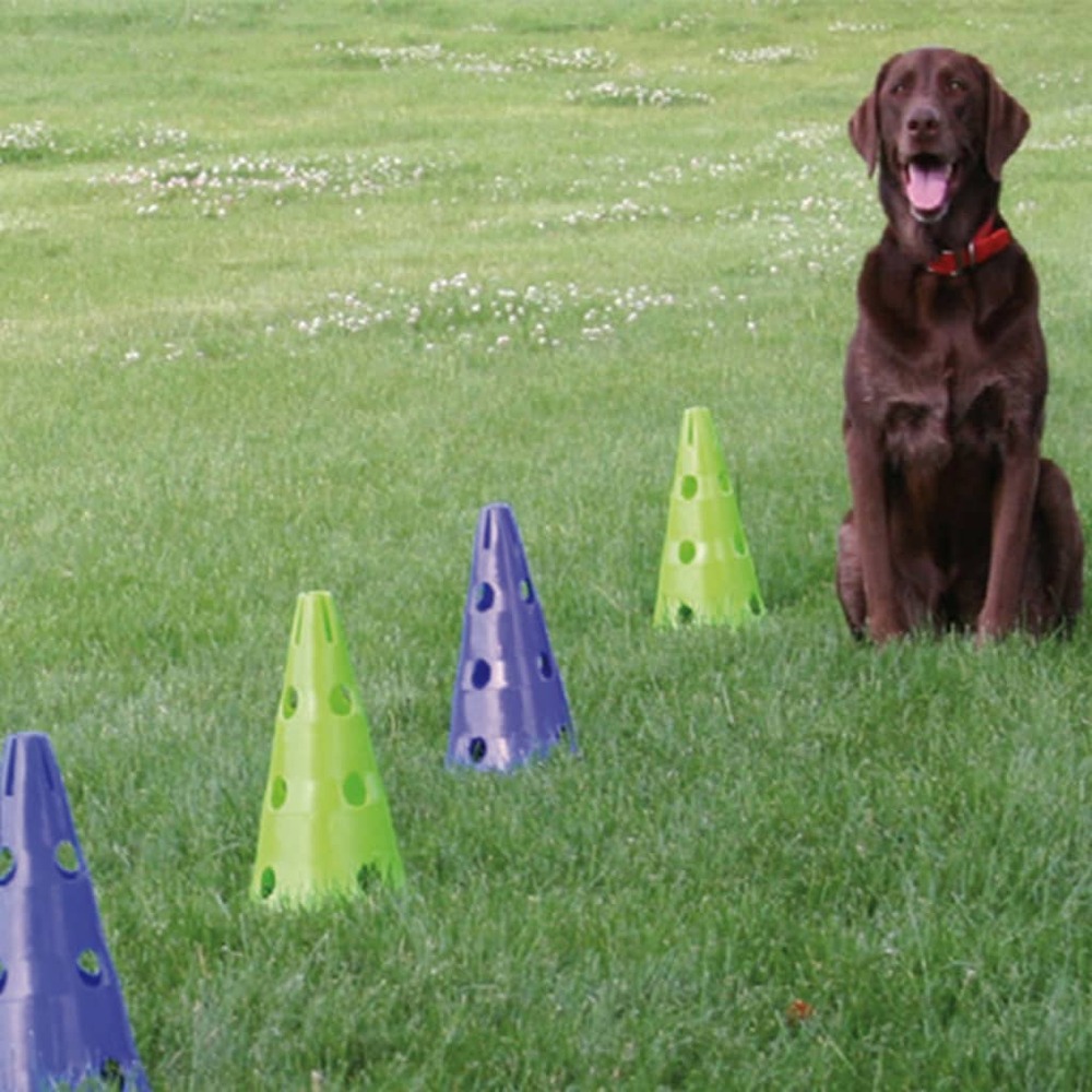 Kit d'agilité pour chiens canine gym