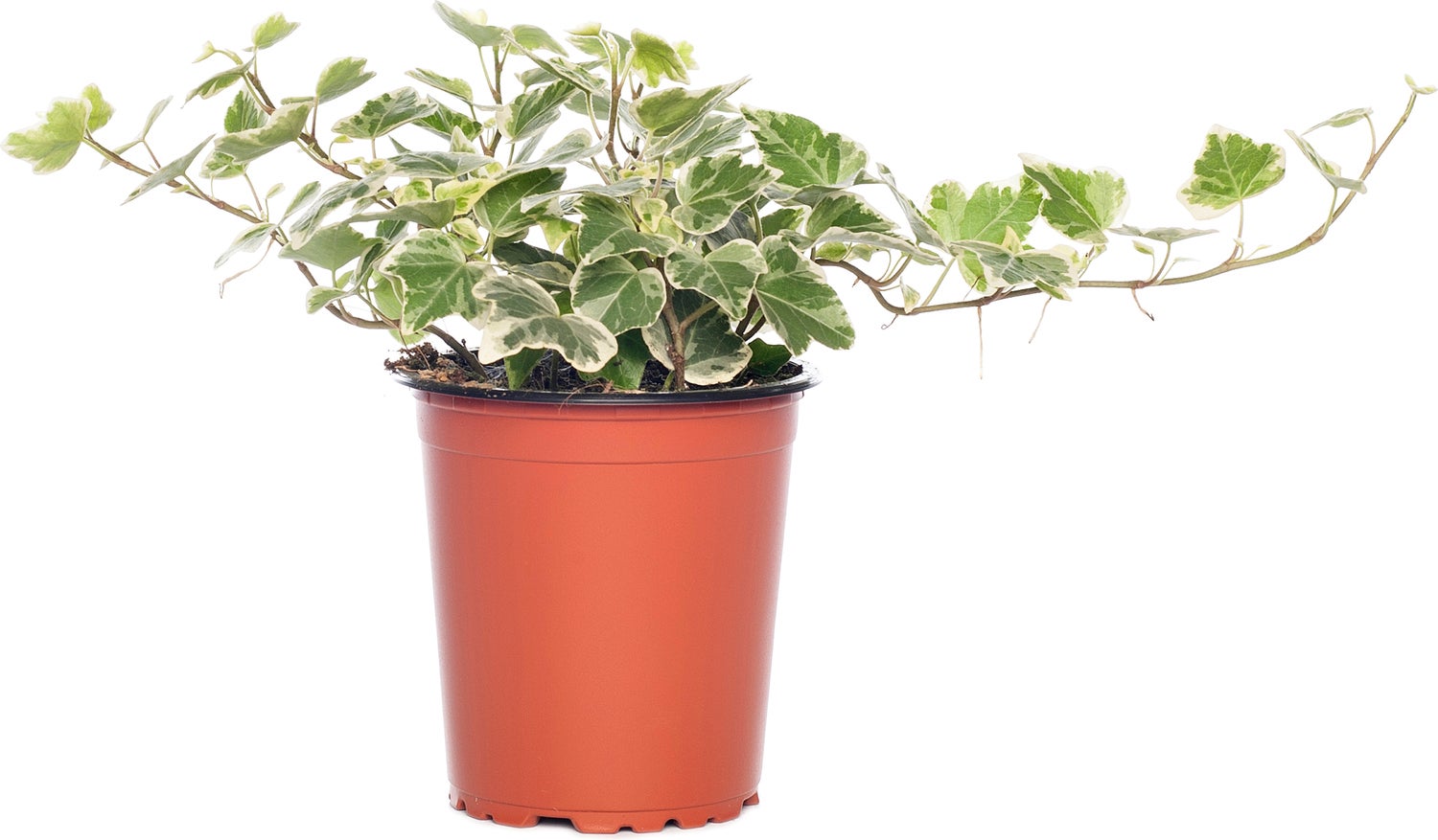 Klimop (Hedera helix 'White Wonder') D 9 H 10 cm