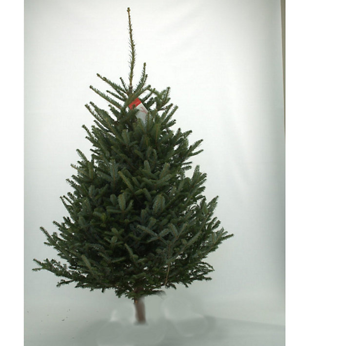 Sapin naturel Fraséri h.160/200 cm