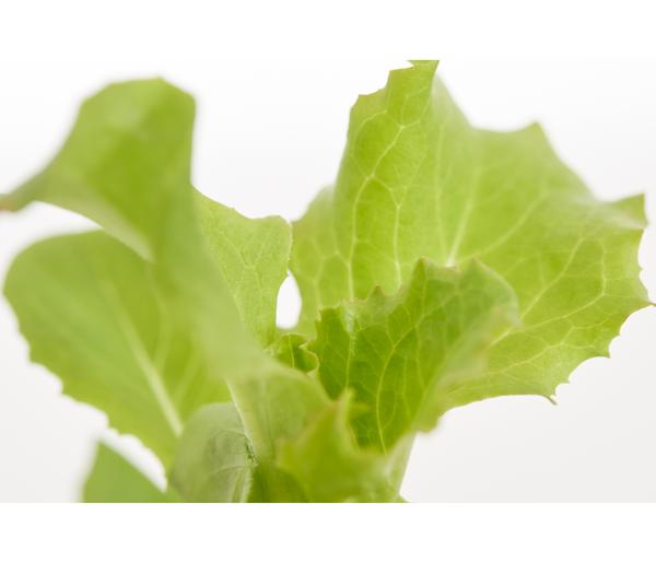 Bio Salanova® Batavia, 6er Schale