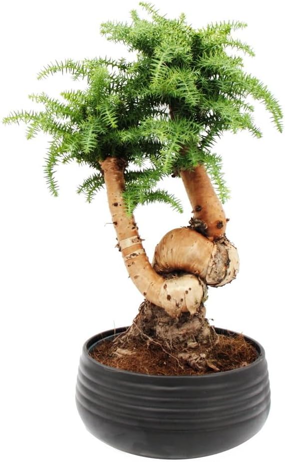 Exotenherz Zimmerbonsai Araucaria cunninghamii Zimmertanne Neuguinea-Araukarie ca. 65cm hoch 26cm Schale Schwarz Keramik