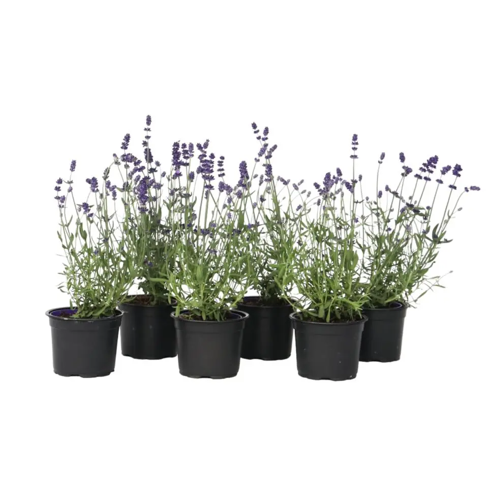 Lavendel - Set van 6 - Lavandula angustifolia - Hoogte 10-15cm - ⌀10,5cm