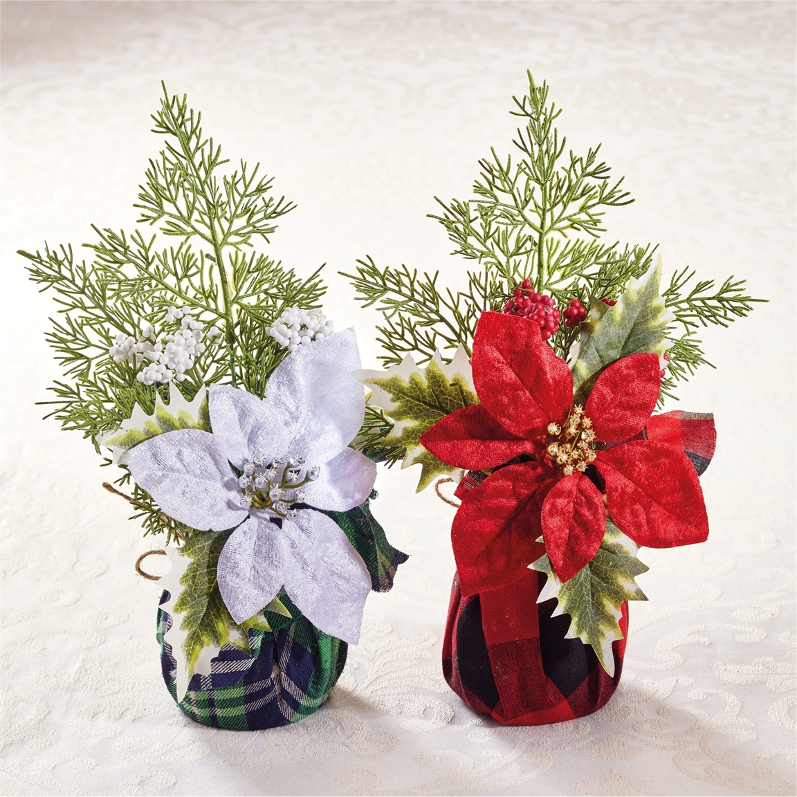Poinsettias : Blanc
