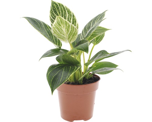 Philodendronboom Philodendron FloraSelf Philodendron 'White Wave' H 30-40 cm Ø 12 cm pot