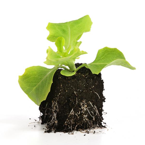 Bio Pflücksalat, 6er Schale