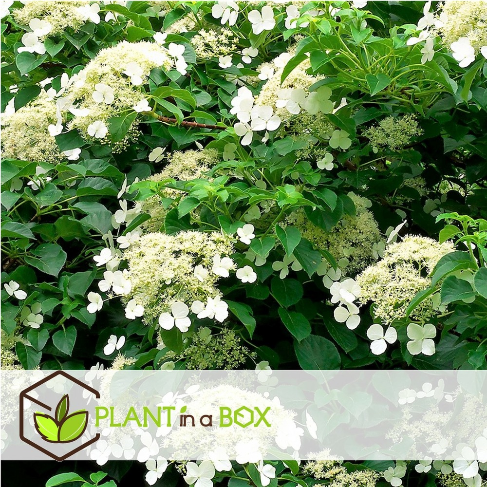 Hortensia petiolaris - set de 6 - hortensia grimpant - pot 9cm - hauteur 25-40cm