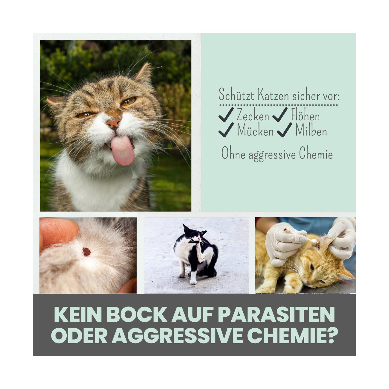 noms+ Zpot-on für Katzen gegen Zecken, Flöhe, Milben & Mücken 30ml