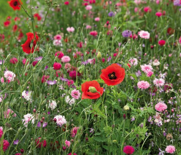 Dehner Saatband Blumenmischung 'Rosa und Rot',