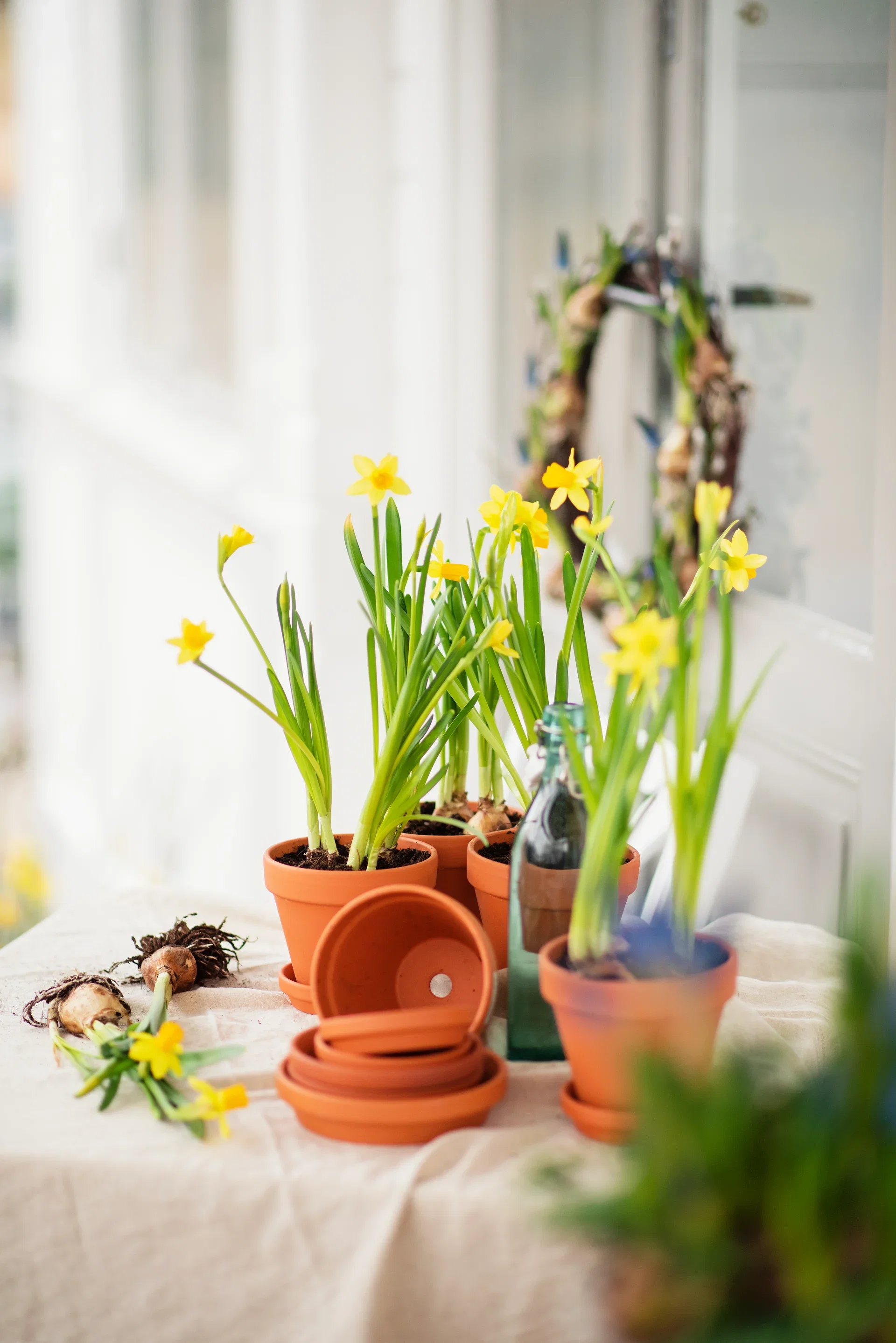 Narcissus x cyclazetta 'Tête-à-tête' Minipåskelilje 'Tête-à-Tête' Ø9 cm