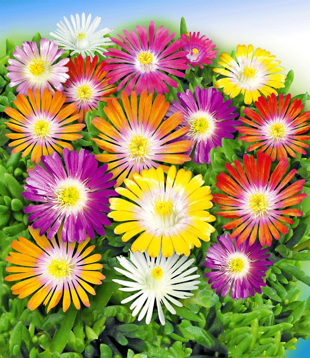 Winterharte Eisblumen 'Wheels of Wonder®' 5er Farbmix