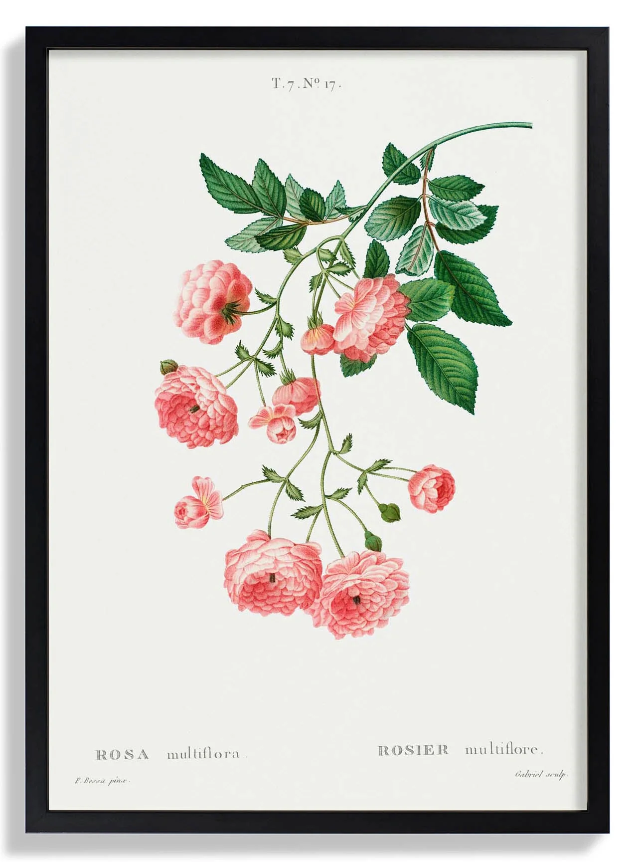 Rosa Multiflora