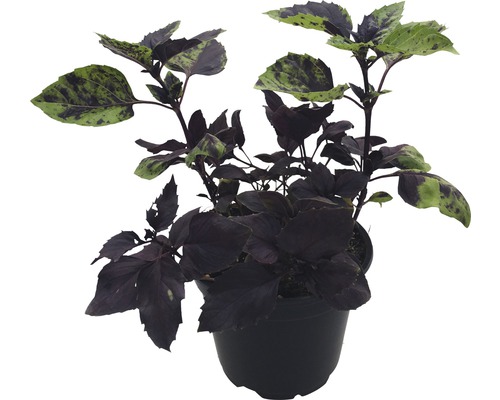 Biologische rode basilicum FloraSelf Biologische Ocimum basilicum Ø 12 cm pot