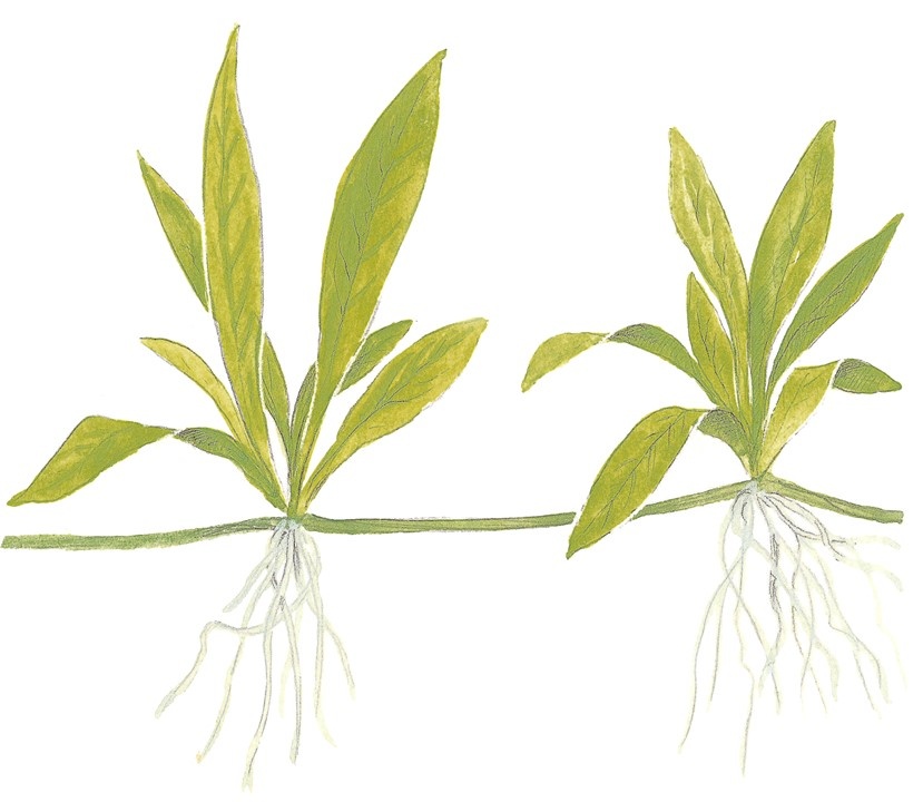 Waterplant Helanthium Bolivianum Quadricostatus
