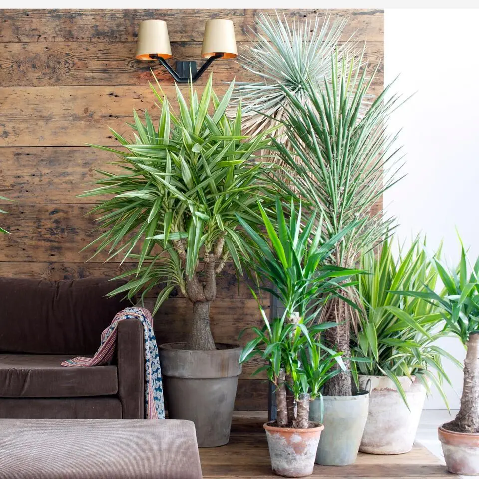 Palmlelie - Yucca elephantipes - Hoogte 70-80cm - ⌀17cm