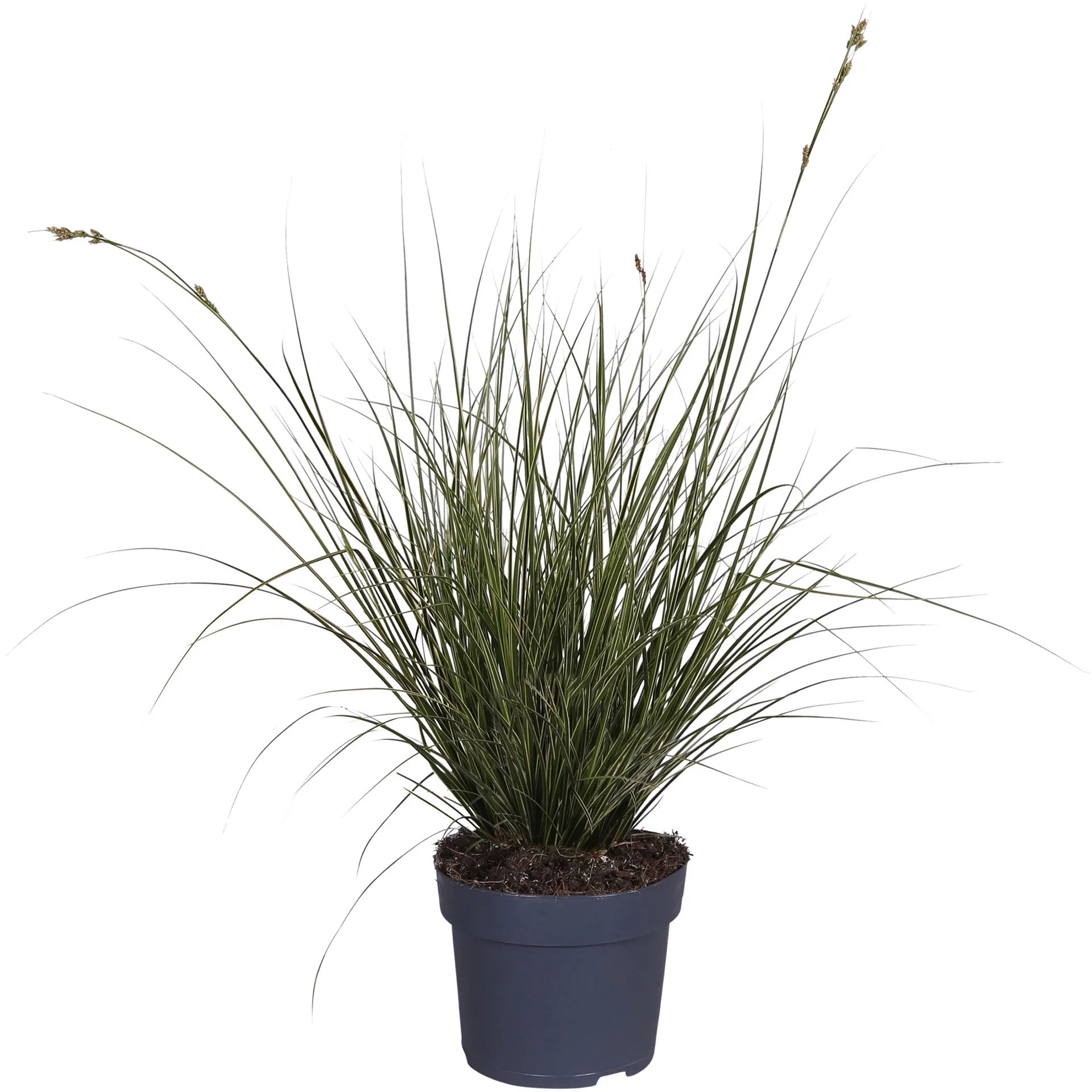 Carex Brunnea Variegata Carex Brunnea Variegata Ø14 cm