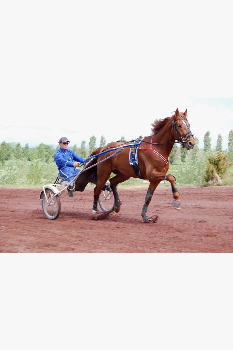 Polar Equine Traber Brustgurt