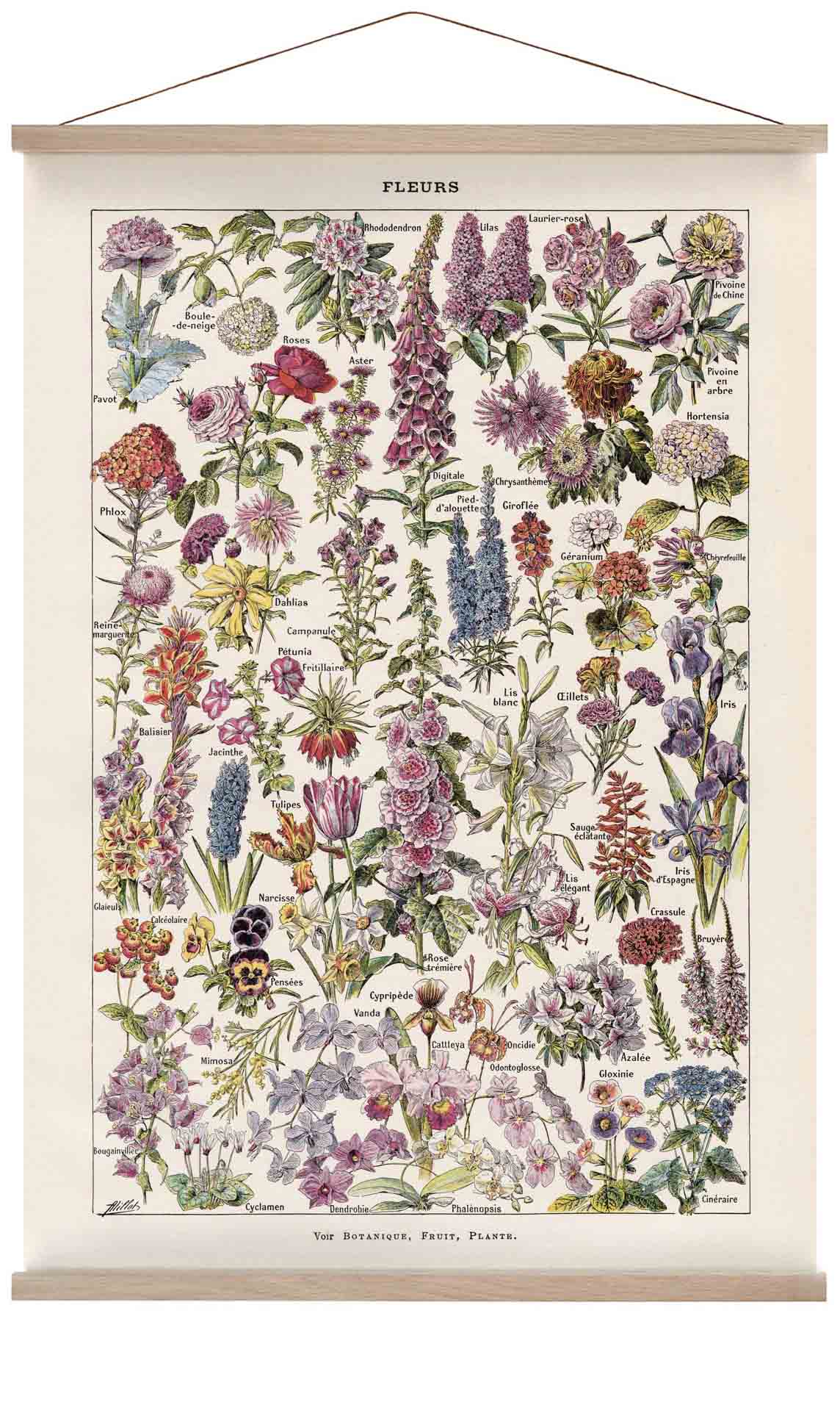 Fleur, der Klassiker Vintage Blumen von Adolphe Millot