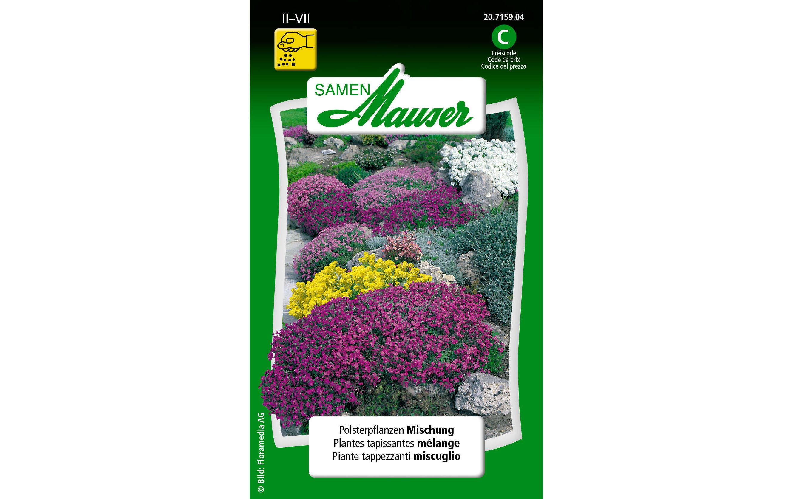 Saatgut Polsterpflanzen MischungBlumensamen