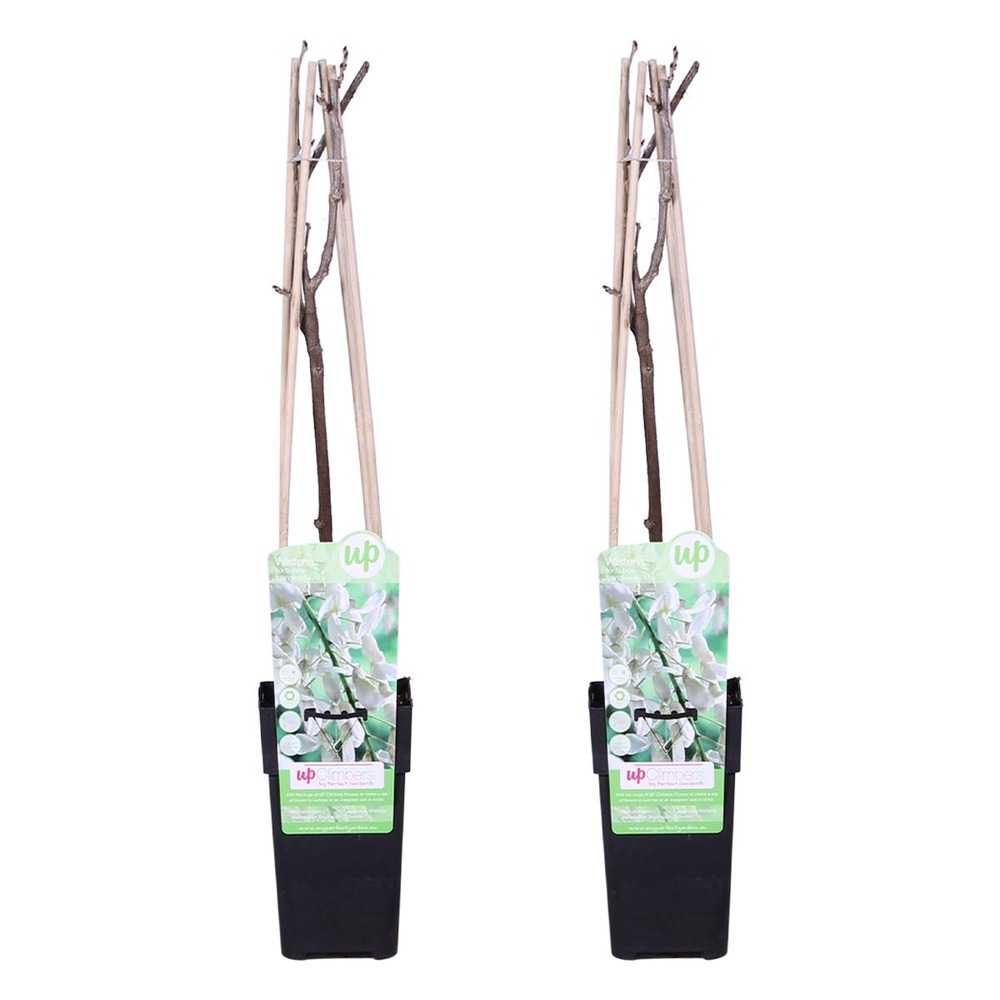 2x glycine 'alba' - glycine - blanche - plante grimpante - facile d'entretien - ⌀15 cm - ↕60-70 cm
