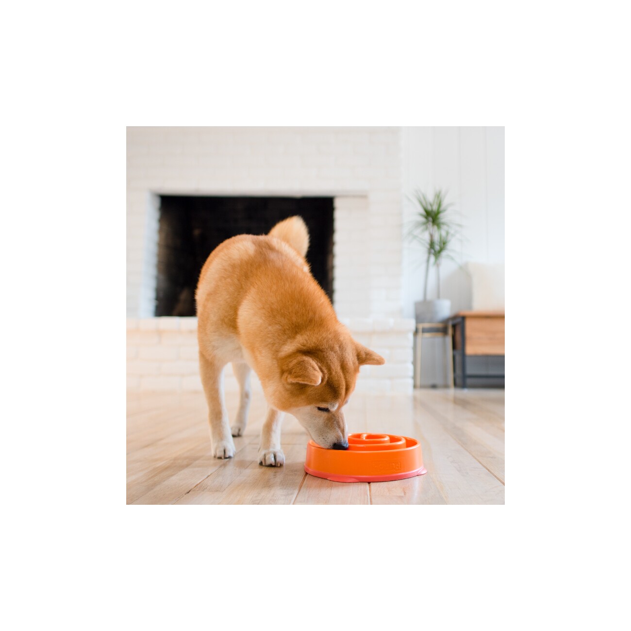 Outward Hound Fun Feeder Slo Bowl