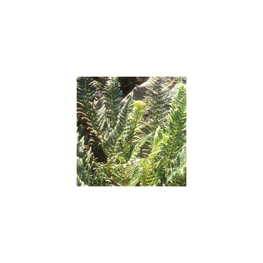 Polystic à aiguillons/polystichum aculeatum[-]godet - 5/20 cm