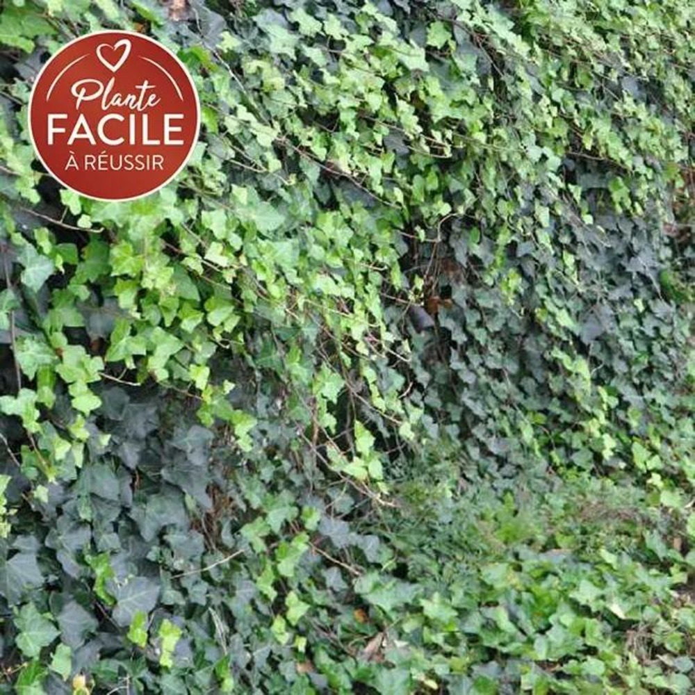 Lierre d'irlande - hedera helix 3l