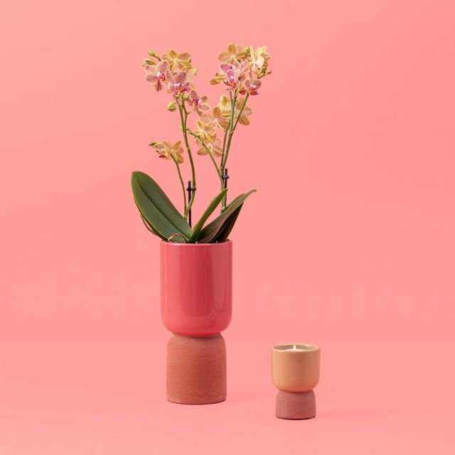 Planten giftset | Orchidee