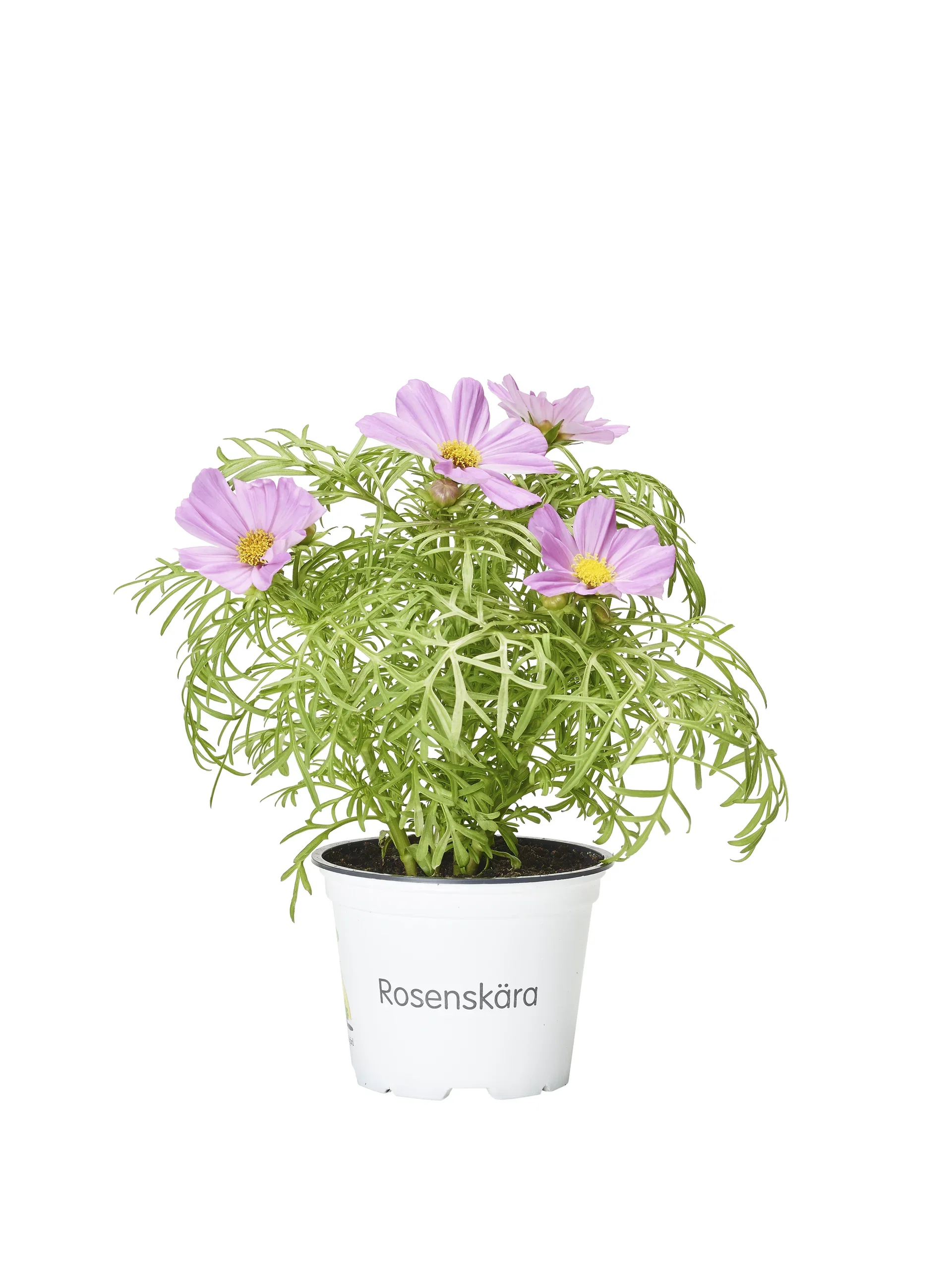 Cosmos bipinnatus 12 cm Pyntekorg Ø12 cm
