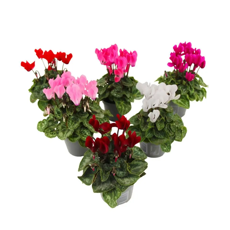 Perzisch cyclaam - Set van 6 - Cyclamen persicum - Hoogte 10-20cm - ⌀9cm