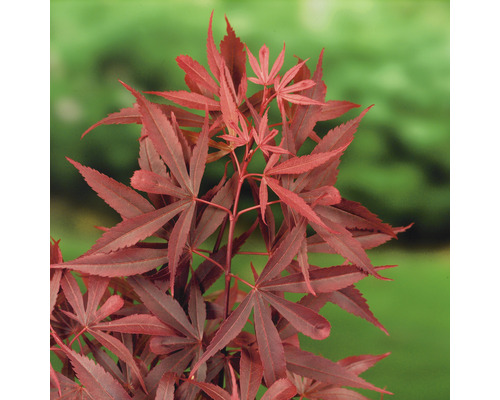 Japanse esdoorn Acer palmatum 'Shaina' H 50-60 cm Co 3 L