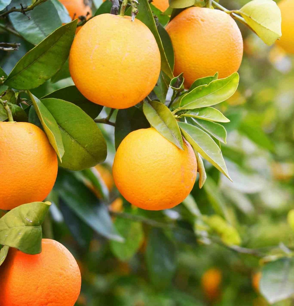 Citrus aurantium (orange amère/bigaradier) blanc - taille pot de 30l - 180/220cm -8/10